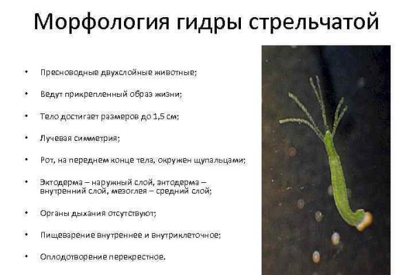 Кракен рабочий сайт